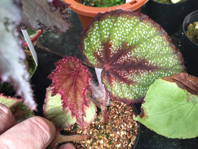 B. ‘Midorichan’